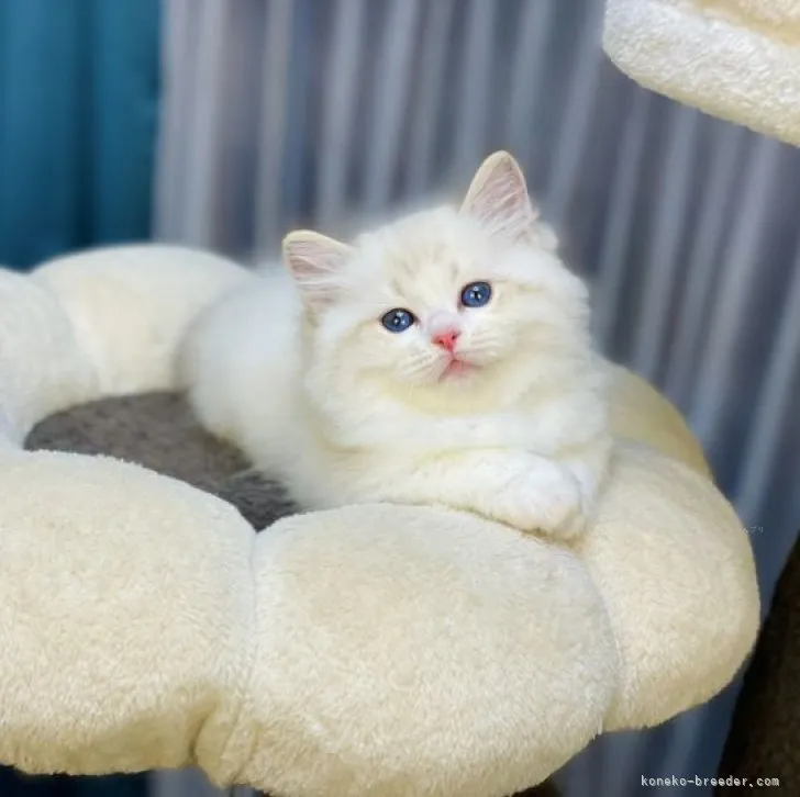 ID：2310-00939の子猫