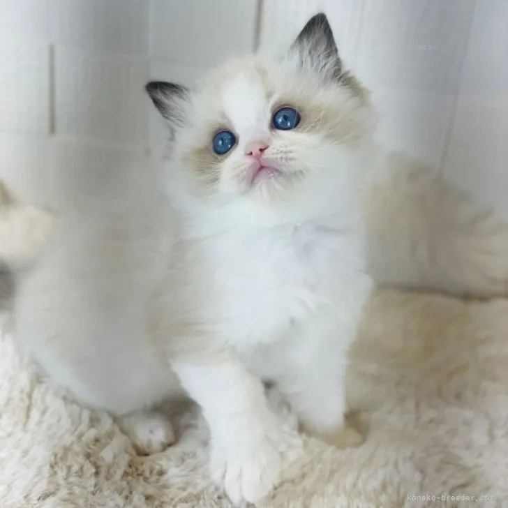 S.K 様のお迎えした子猫