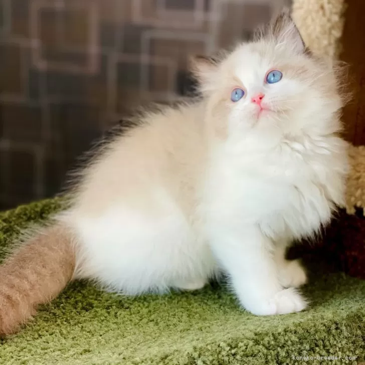もも 様のお迎えした子猫