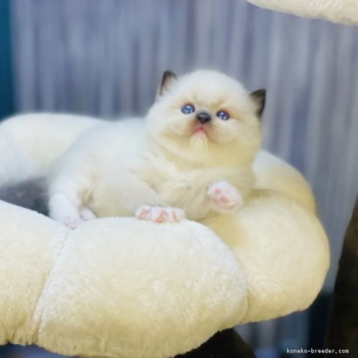 ID：2304-01614の子猫