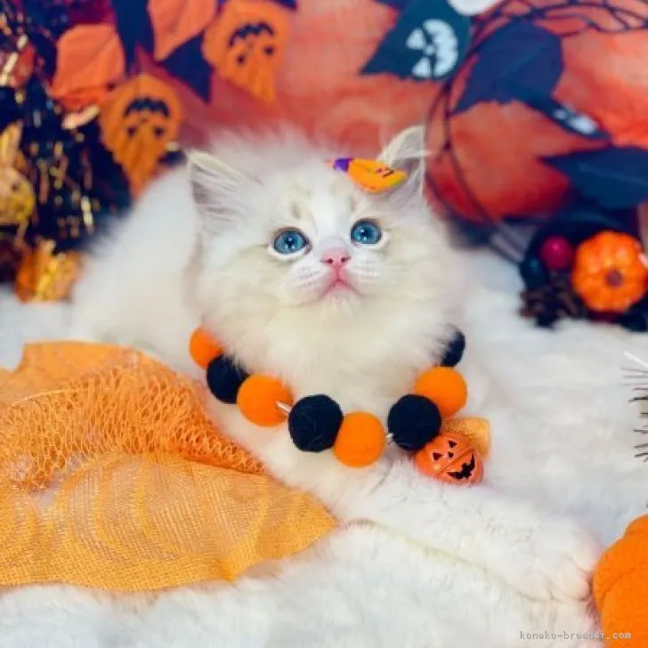 ID:2310-00944の子猫