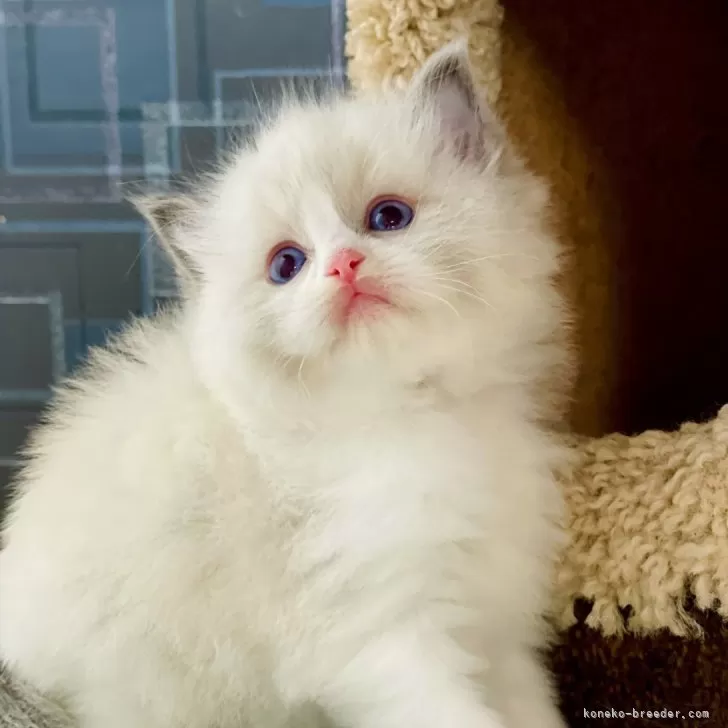 ID：2412-01453の子猫