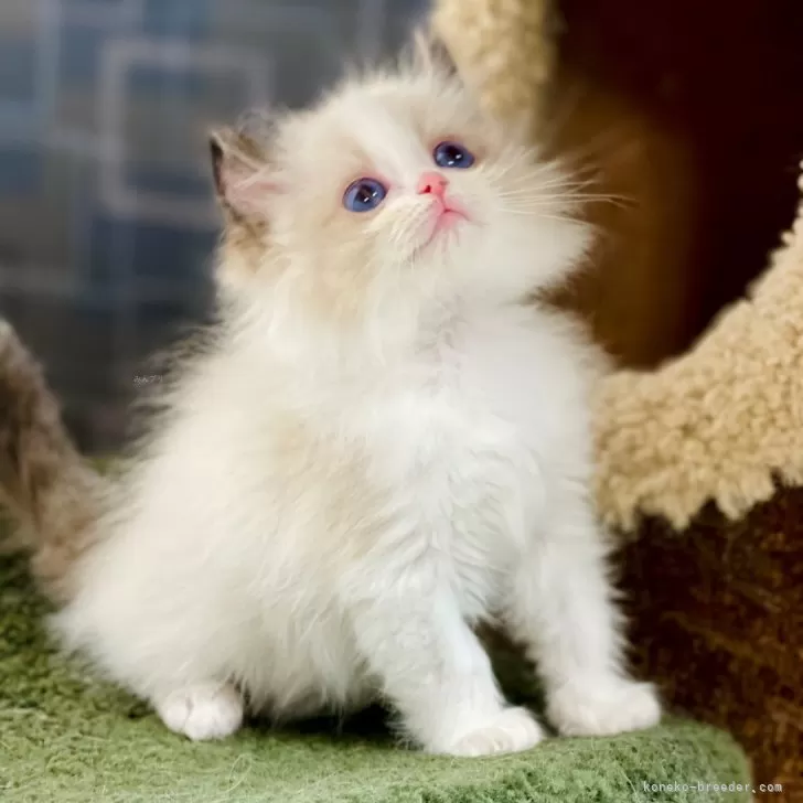 ID：2409-01435の子猫