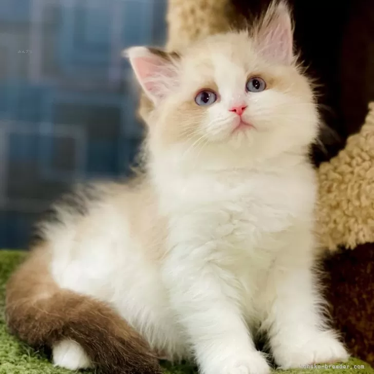 ベア 様のお迎えした子猫