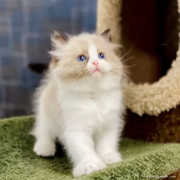 ハダアキ 様のお迎えした子猫