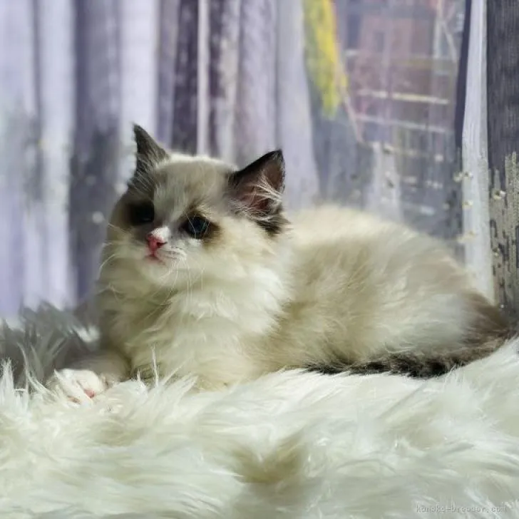 Y.S 様のお迎えした子猫