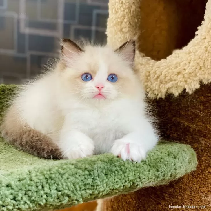 ID:2409-01436の子猫