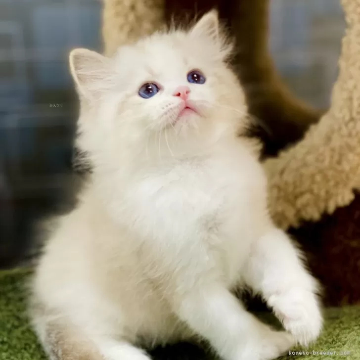ID：2411-02804の子猫