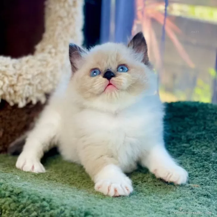 ID：2405-01358の子猫
