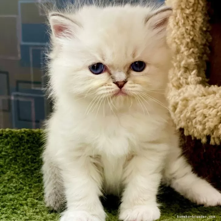 H.S 様のお迎えした子猫