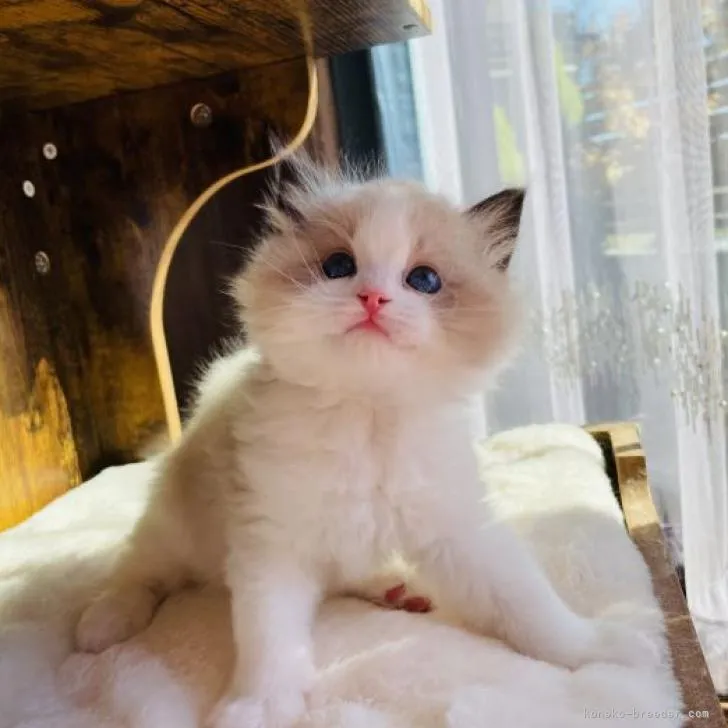 ken ken 様のお迎えした子猫