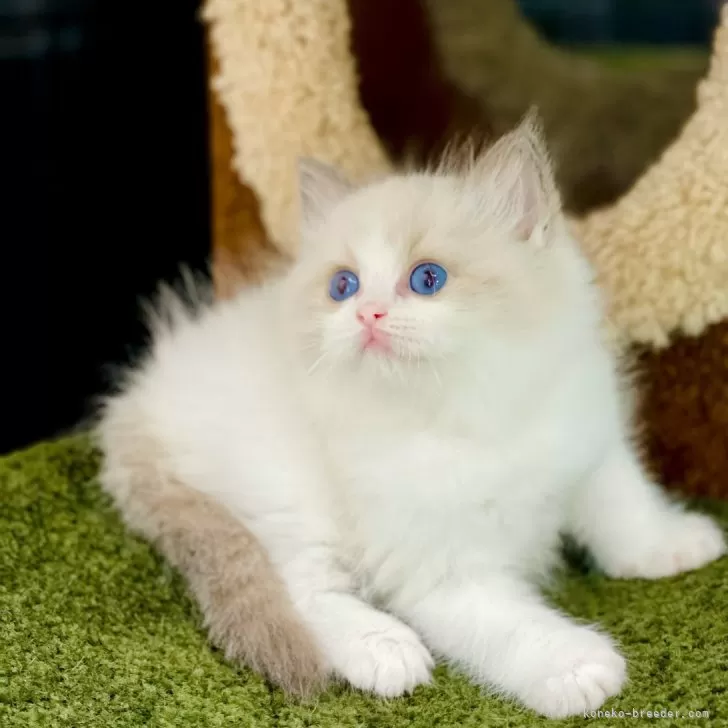 ID：2410-02855の子猫