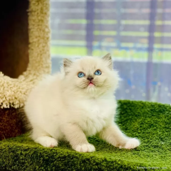 ID：2405-01569の子猫