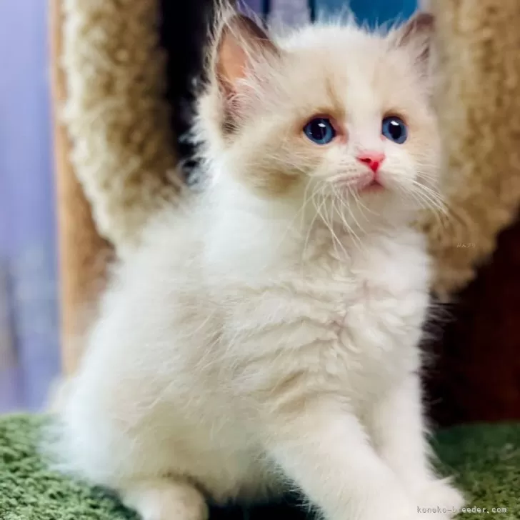 Y.I 様のお迎えした子猫