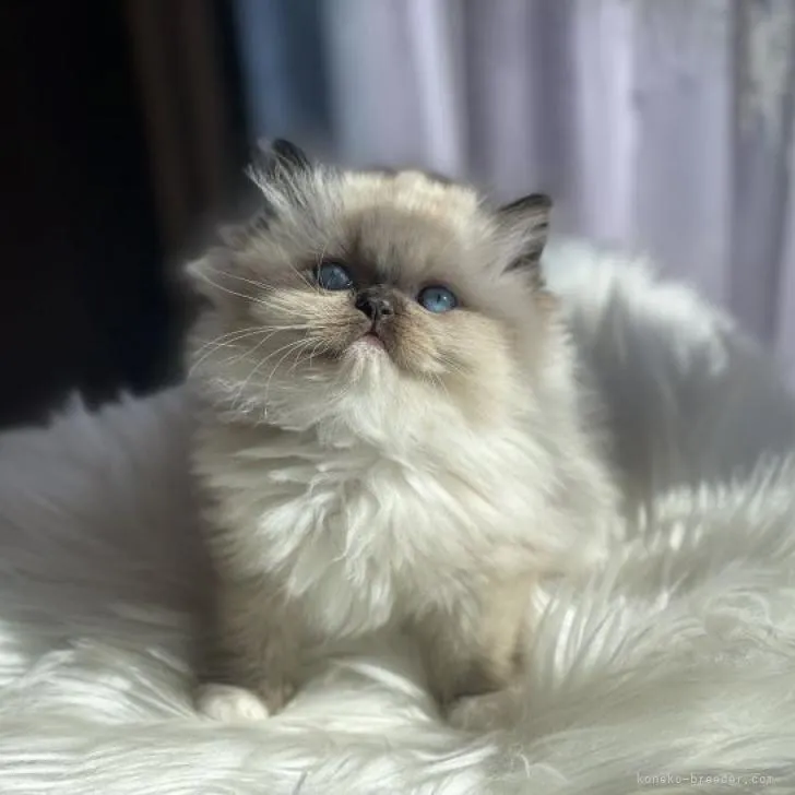 ID：2302-00809の子猫