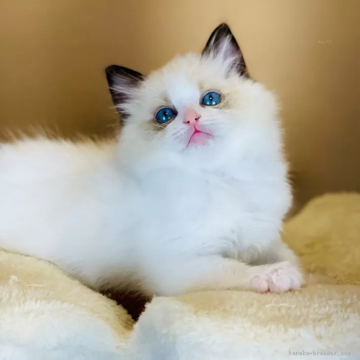 ID：2402-00598の子猫