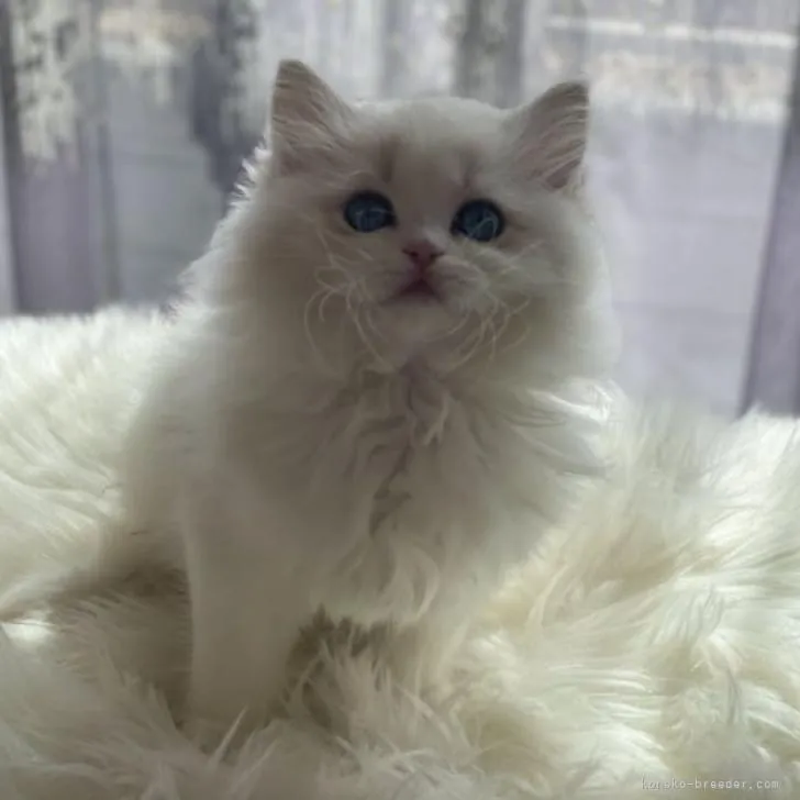 ID：2302-00817の子猫
