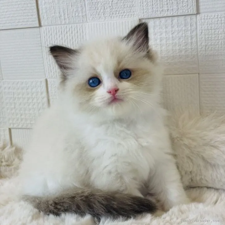 ID:2311-02733の子猫