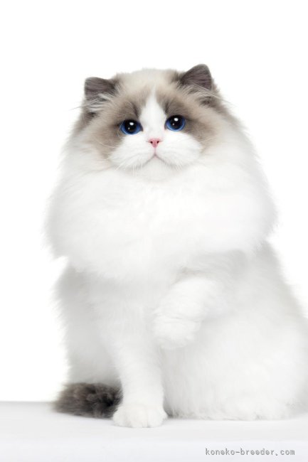 ラグドール【・女の子・2023年7月5日・ブルーポイントバイカラー】