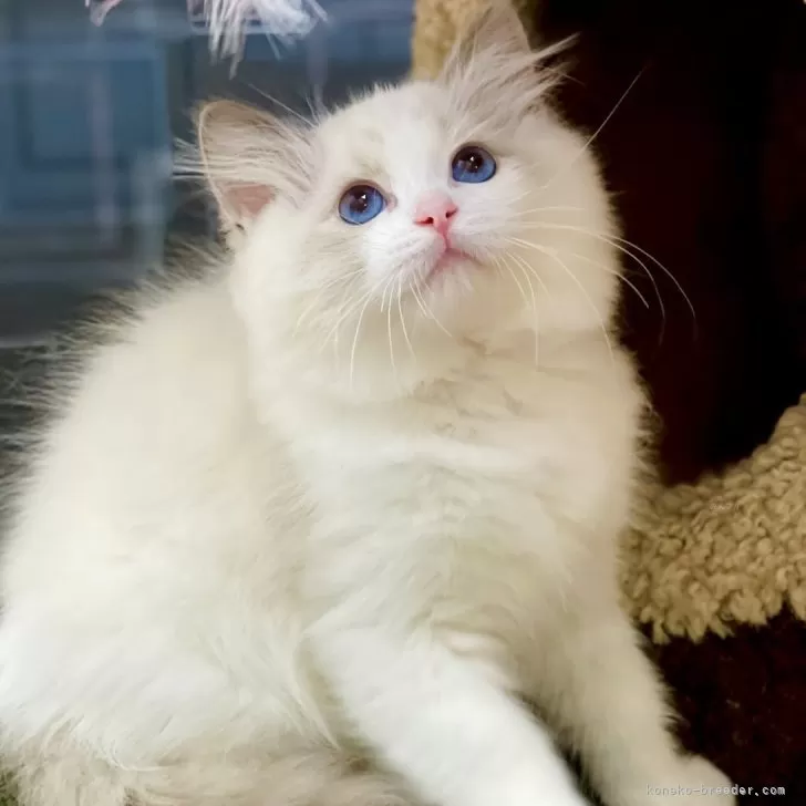 H.S 様のお迎えした子猫