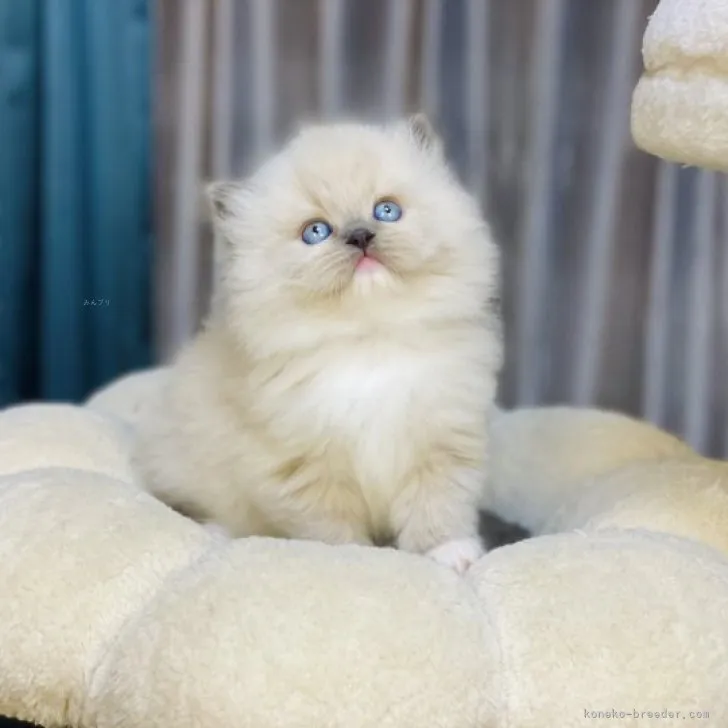 N.M 様のお迎えした子猫