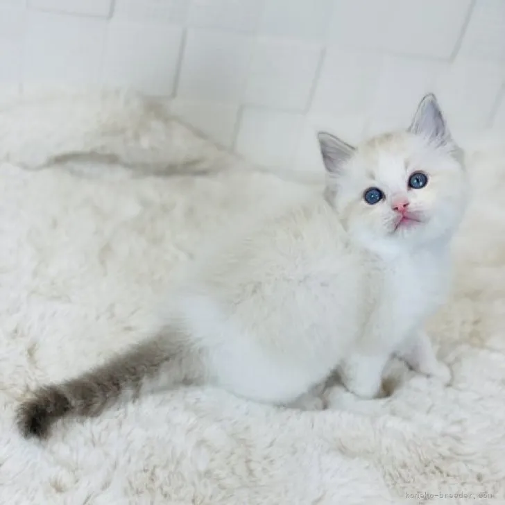 masaki 様のお迎えした子猫