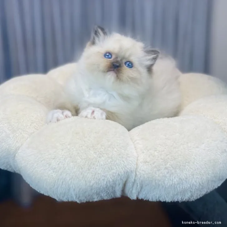 梅茶漬け 様のお迎えした子猫