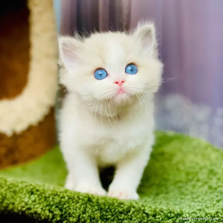ID:2403-02344の子猫