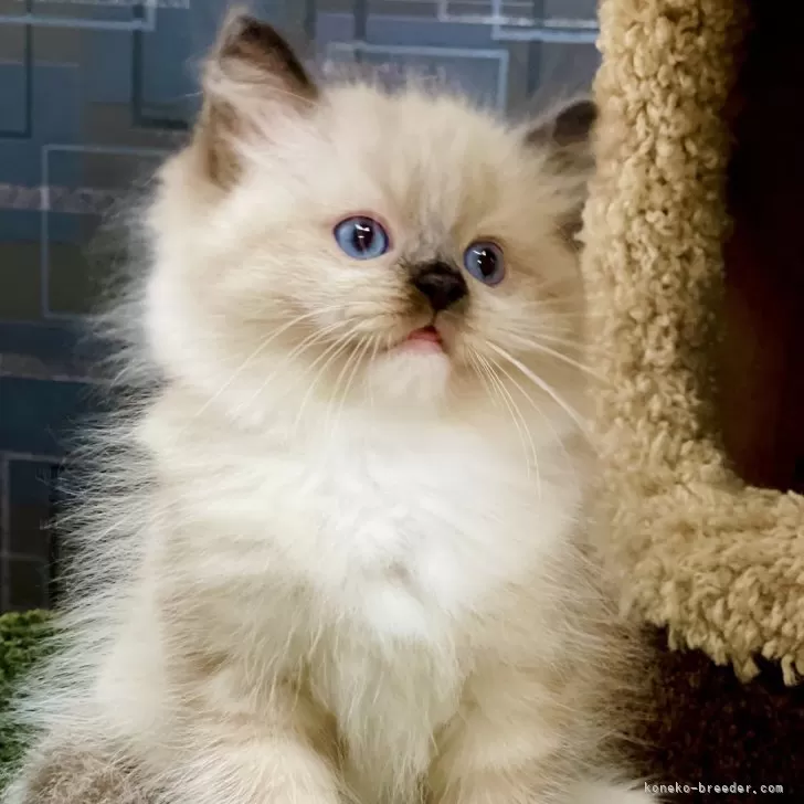 ID：2410-02810の子猫