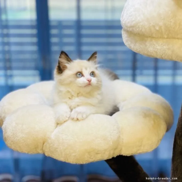 ID：2303-00514の子猫