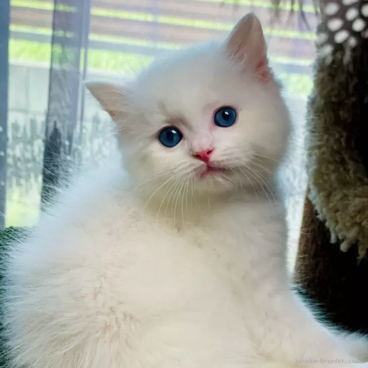 ID:2407-02175の子猫