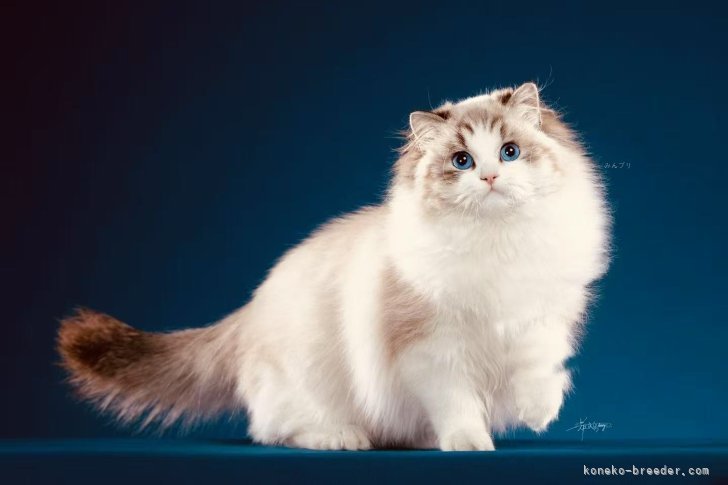 ラグドール【・女の子・2024年2月16日・シールリンクスポイントバイカラー】