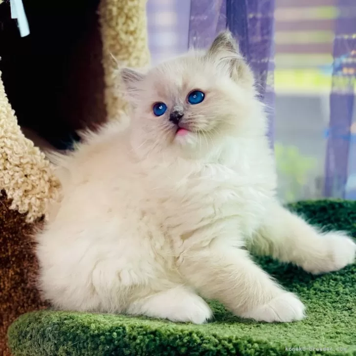 ID：2405-00904の子猫