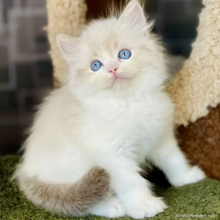 ID:2411-00674の子猫