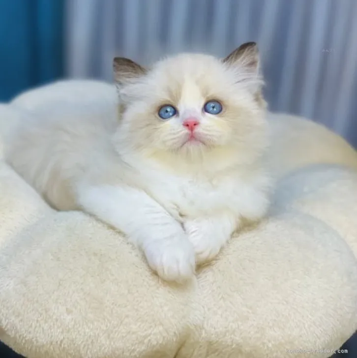 ID：2310-00929の子猫