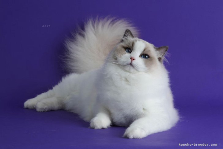 ラグドール【・男の子・2024年9月18日・ブルーポイントバイカラー】
