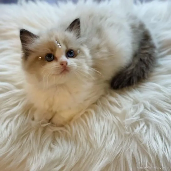 ID：2302-00589の子猫