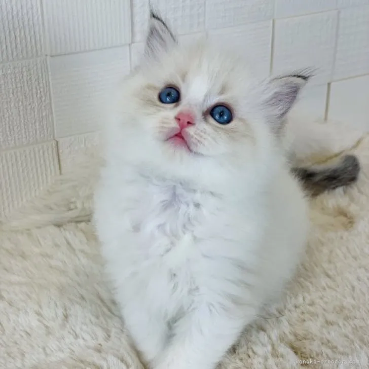 ID：2311-02757の子猫