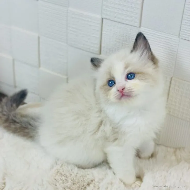 スーさん 様のお迎えした子猫