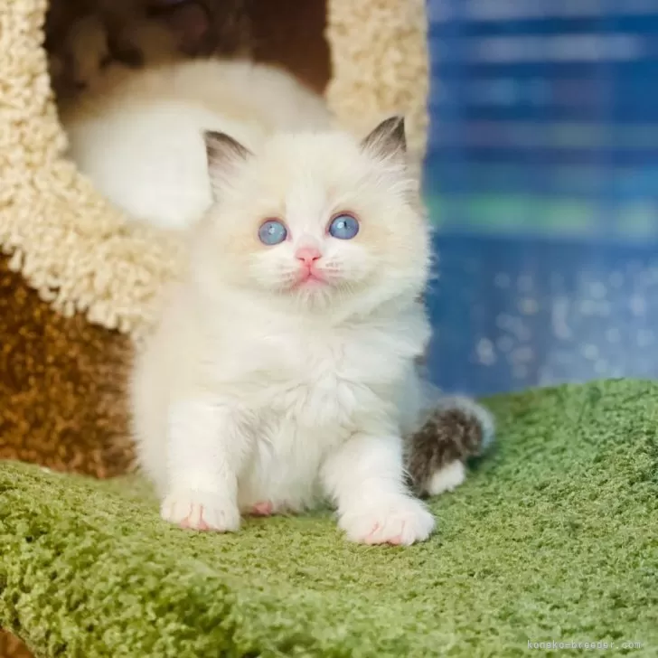 ID:2404-01743の子猫