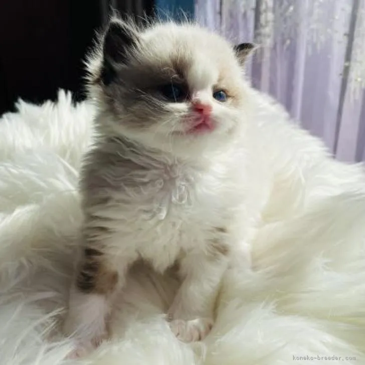 ID：2301-00131の子猫