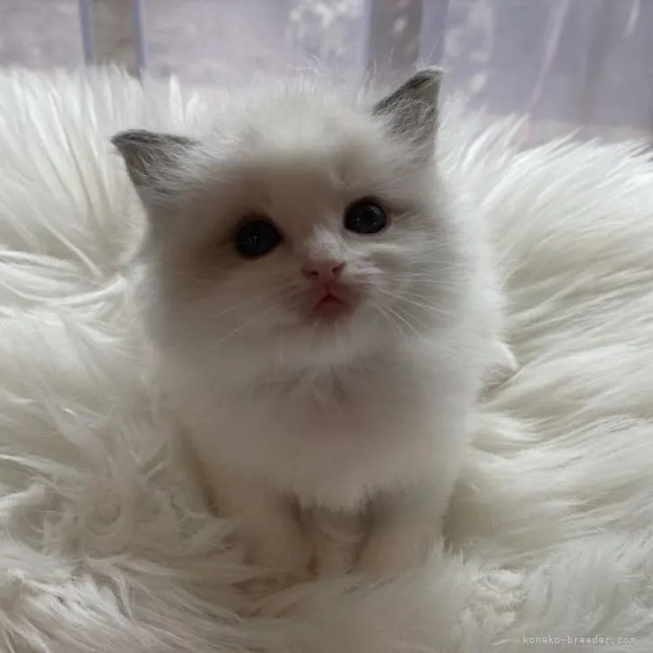 H.Y 様のお迎えした子猫