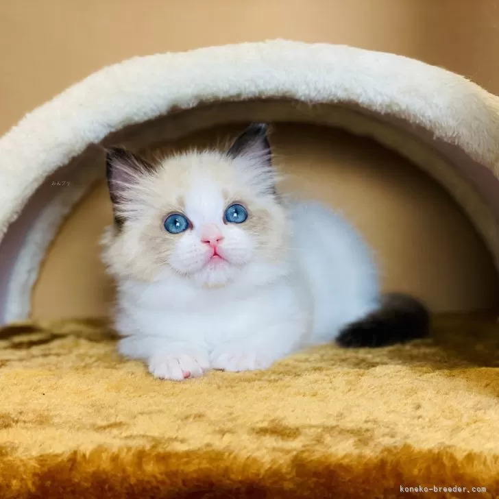 ID:2402-00566の子猫
