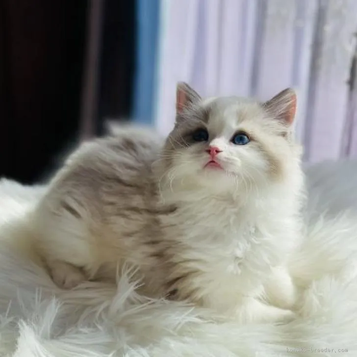 ID:2301-00164の子猫