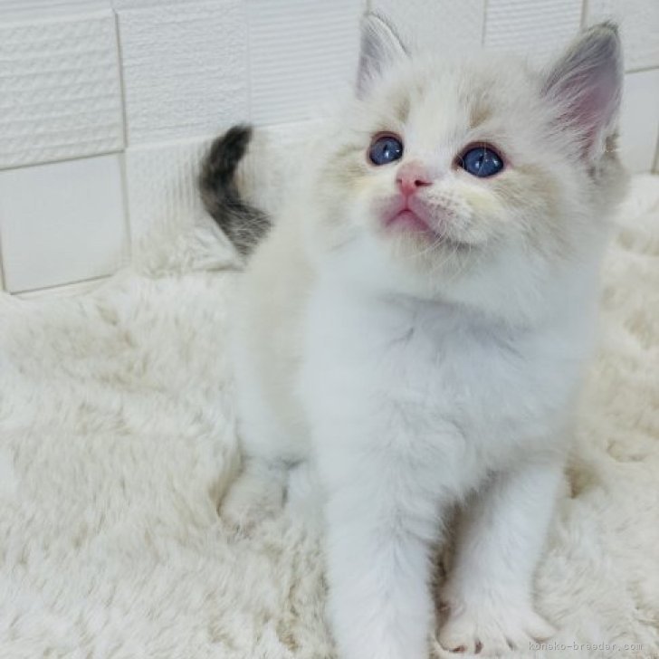 あやか 様のお迎えした子猫