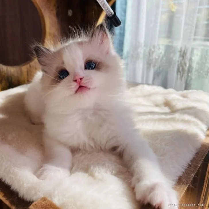 ID：2210-01498の子猫