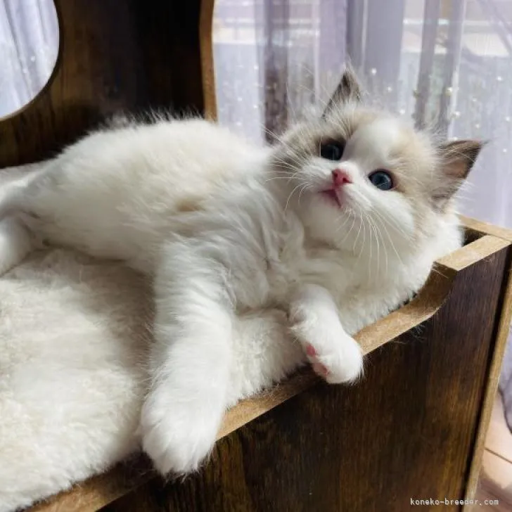ID:2210-01497の子猫