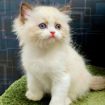 ラグドール【千葉県・女の子・2024年9月1日・シールポイントバイカラー】の写真「活気と童趣があり、すべての毛が風に踊れる、広くて厚」