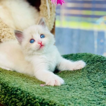 ラグドール【千葉県・男の子・2024年3月5日・ブルーポイントバイカラー】の写真「GW キャンペーン心を奪う家族を探す❣️」