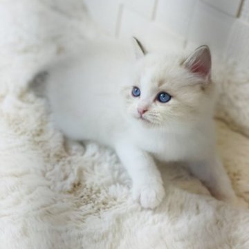 ラグドール【千葉県・男の子・2023年10月21日・シールリンクスポイントバイカラー】の写真「クリスマス限定の特別価格✨心が動いた方お見逃しなく」